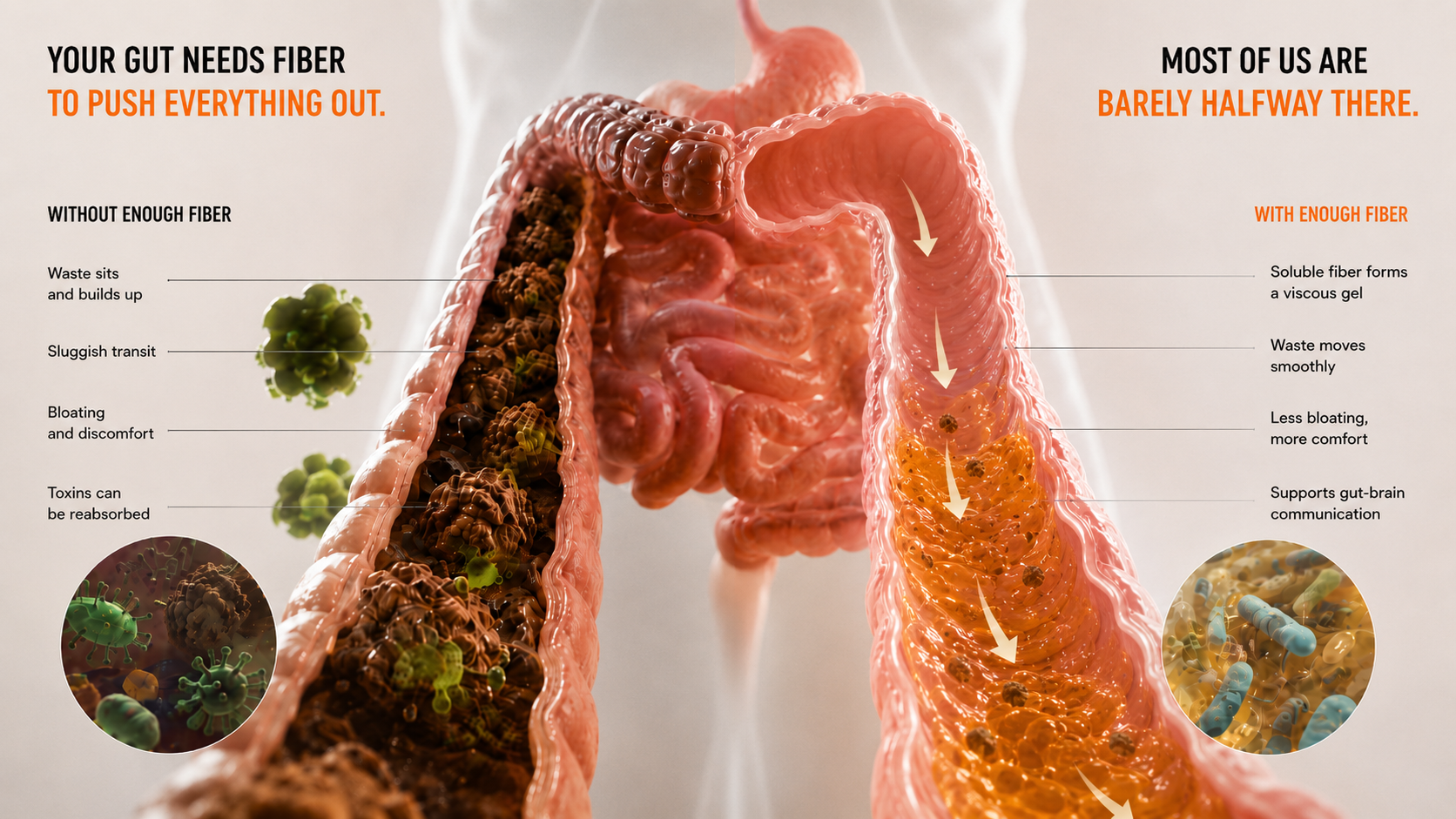 Soluble fiber forming a viscous gel — how fiber supports gut transit